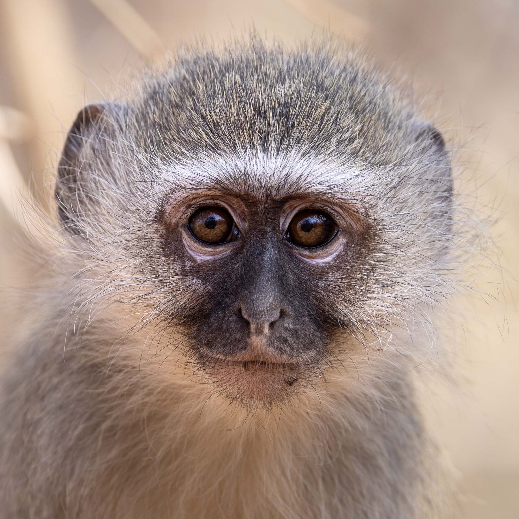 Monkey, South Africa