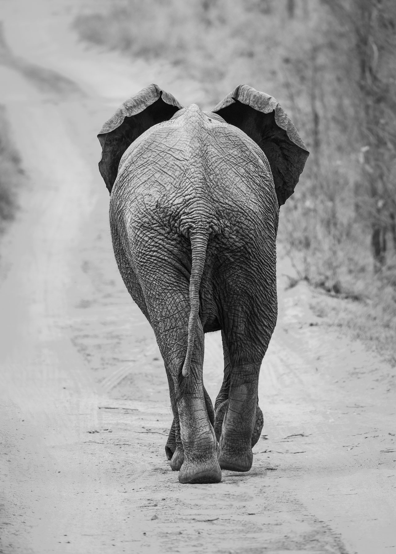 Elephant, South Africa