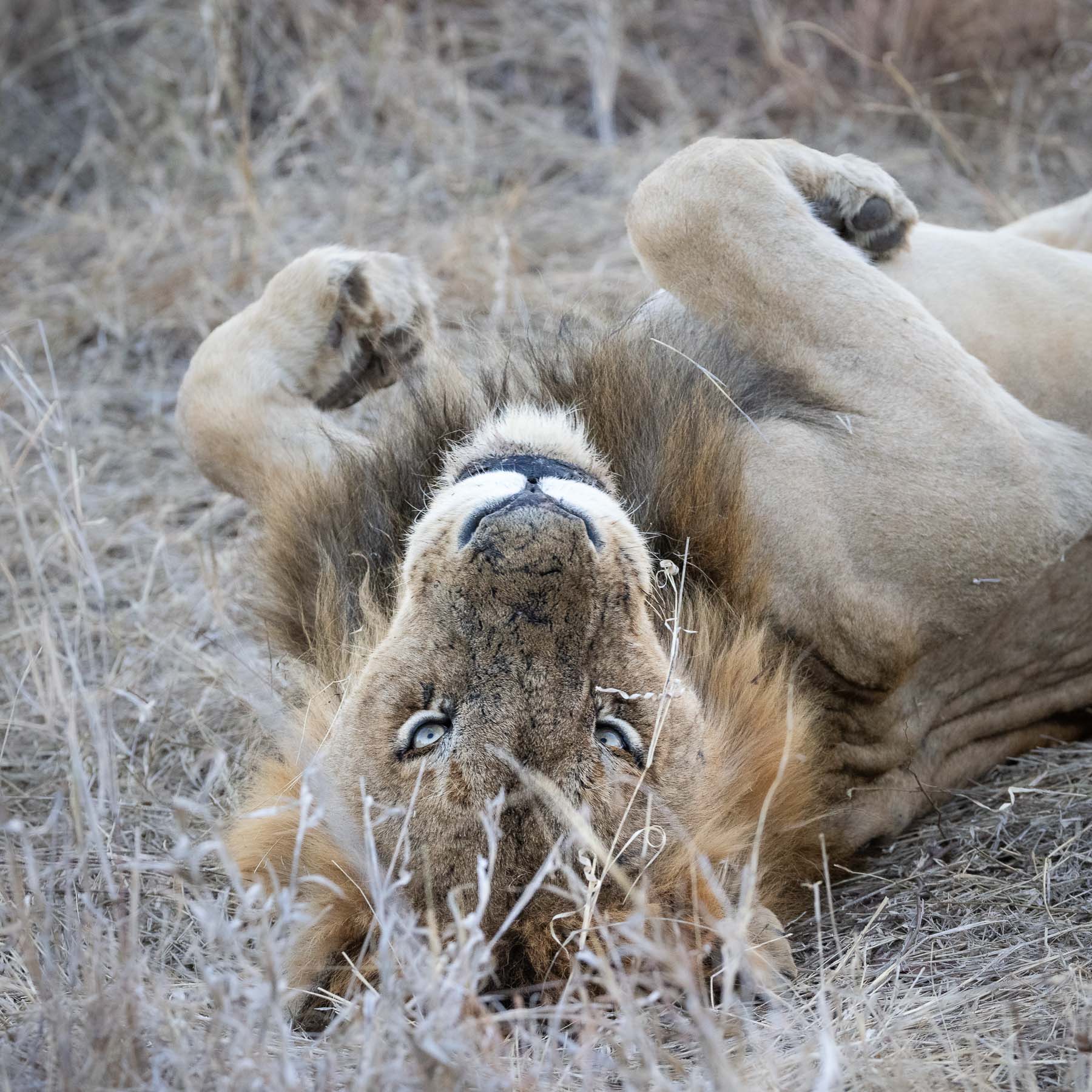 Lion, South Africa