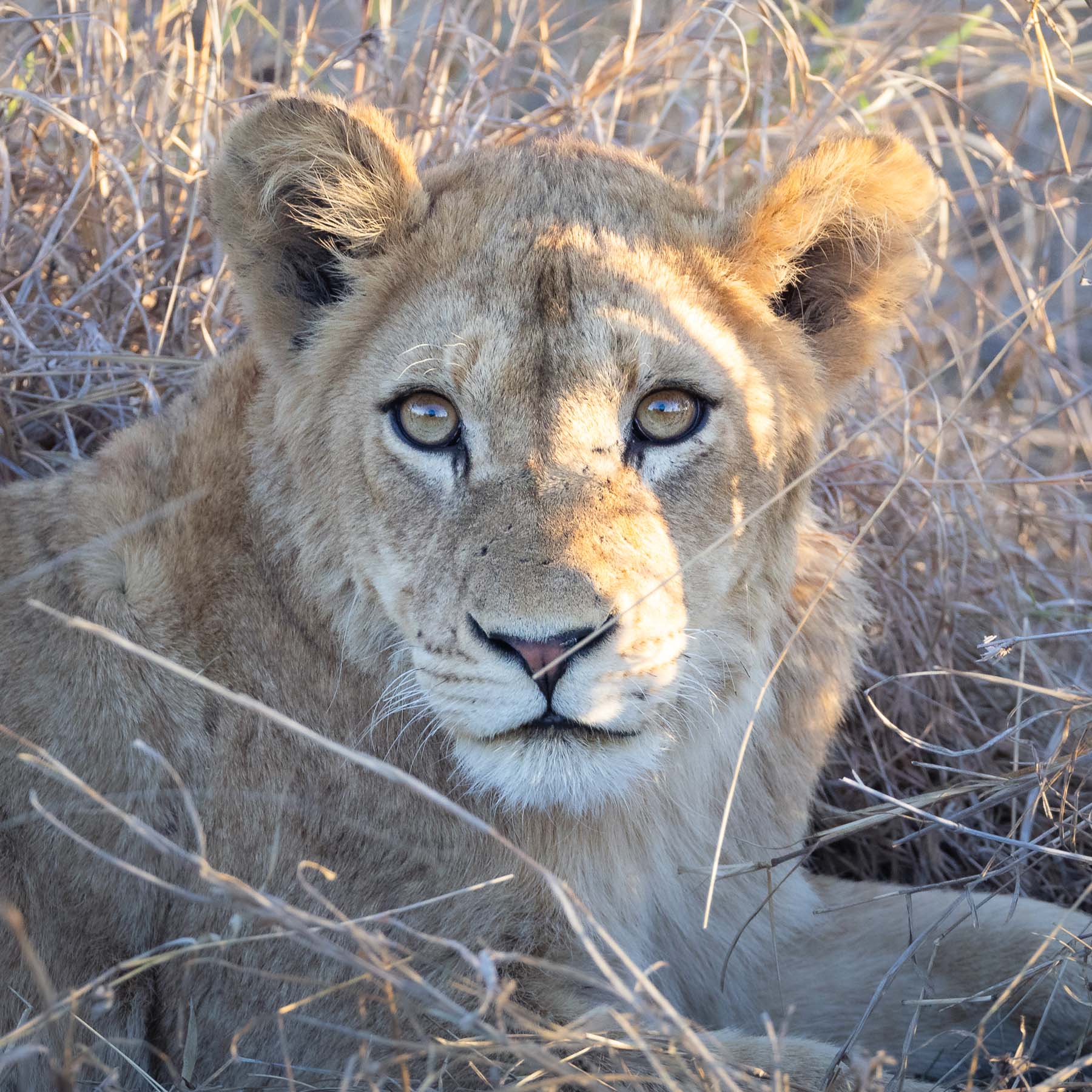 Lioness, South Africa