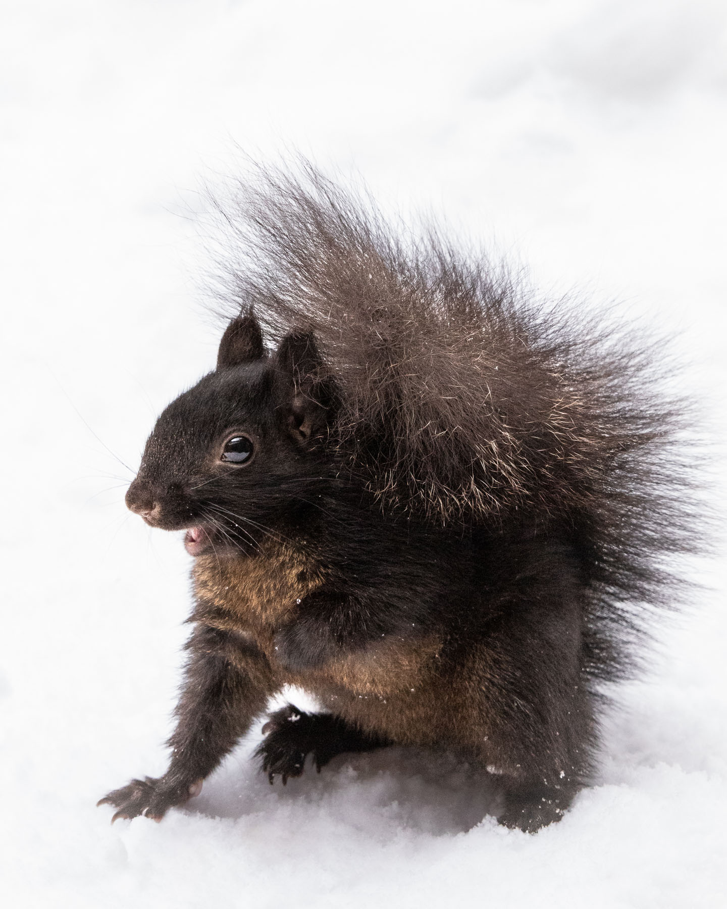 Black Squirrel