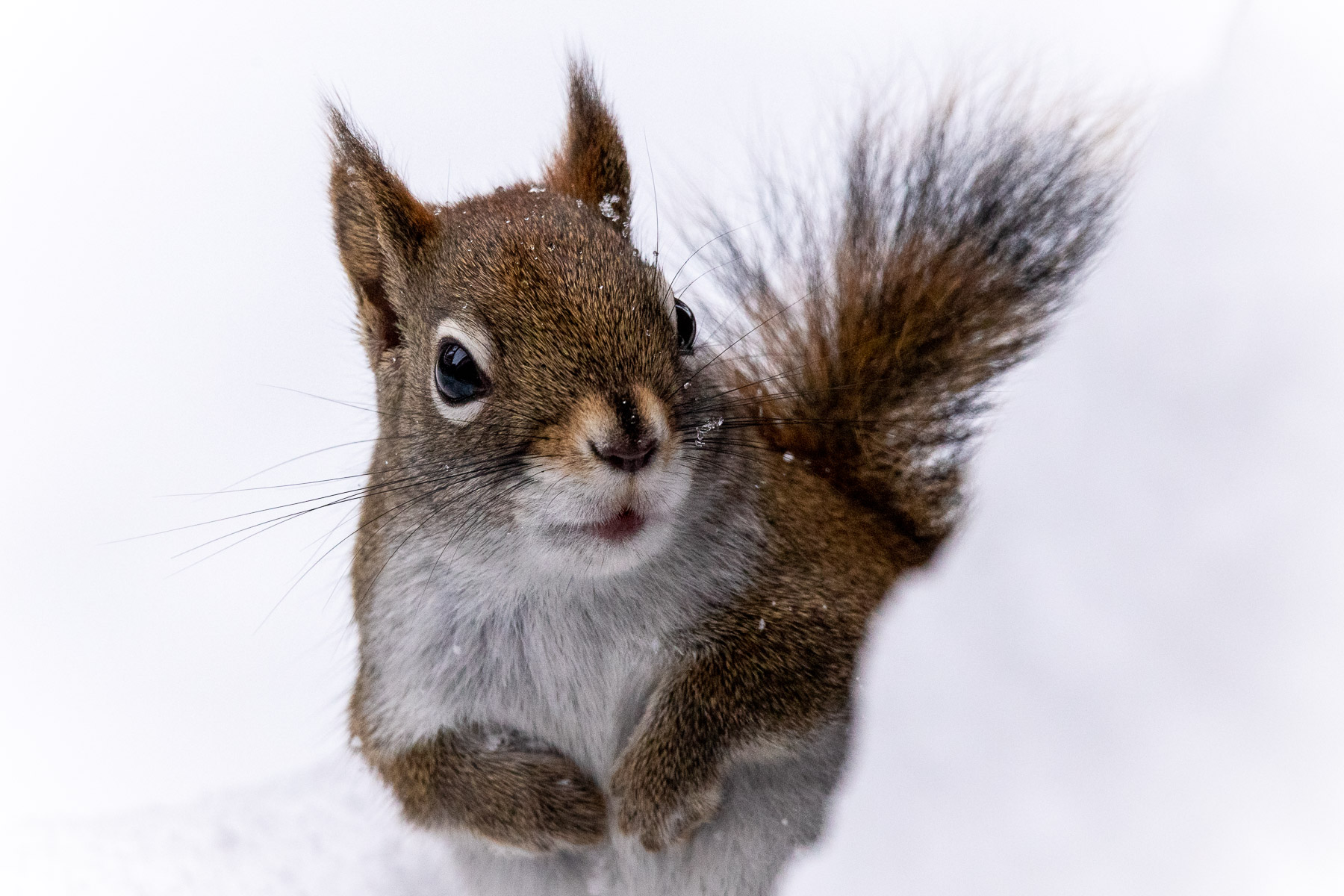 Grey Squirrel