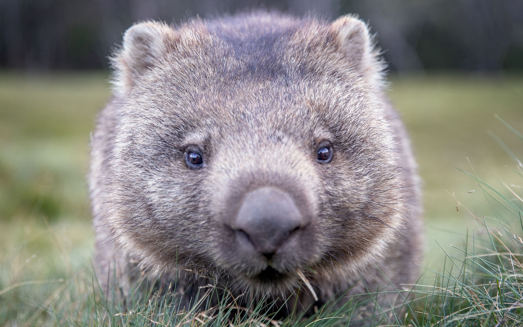Wombat