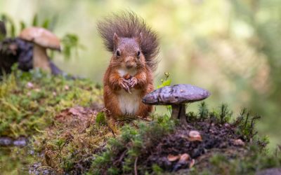 Photographing Red Squirrels in the Yorkshire Dales