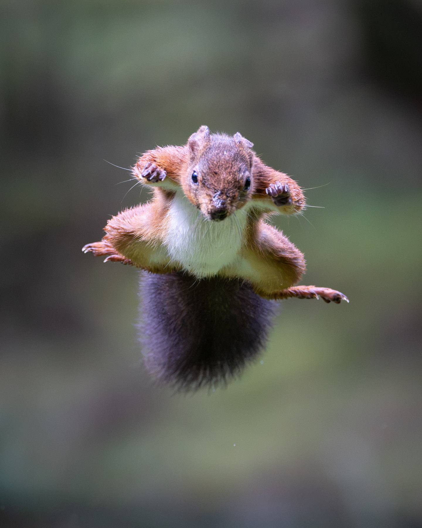 Red Squirrel
